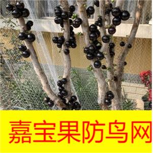 尼龙网嘉宝果树网罩树葡萄防鸟网纱网防鸟樱桃树网罩包果子保护网图片