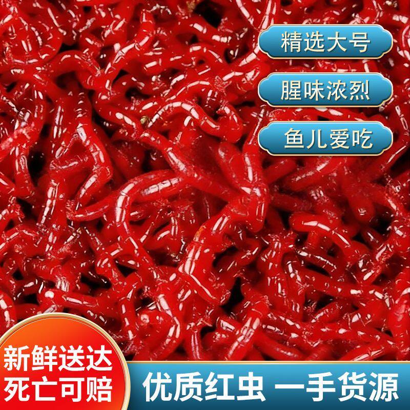 野生新鲜红虫野钓黑坑特大号批发挂钩钓鱼喂鱼活饵鲫鱼窝料饵料