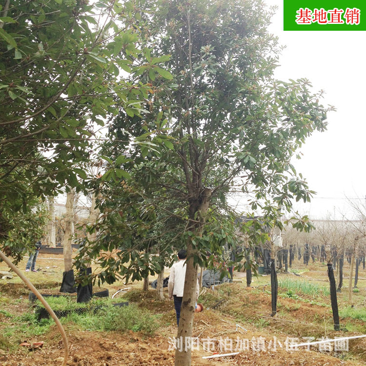 批发杨梅树 供应园林绿化工程精品苗木盆栽地栽果树造型 基地直销