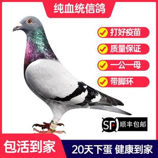 瓦灰鸽子活一对成绩鸽信鸽赛鸽鸽子原配种鸽小鸽活体幼鸽血统鸽
