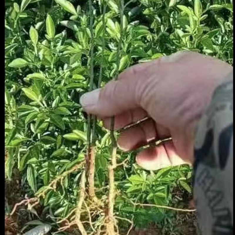 枳壳苗柑桔枸橘苗臭橘钢橘苗带刺篱K笆墙嫁接桔子橙子砧木苗