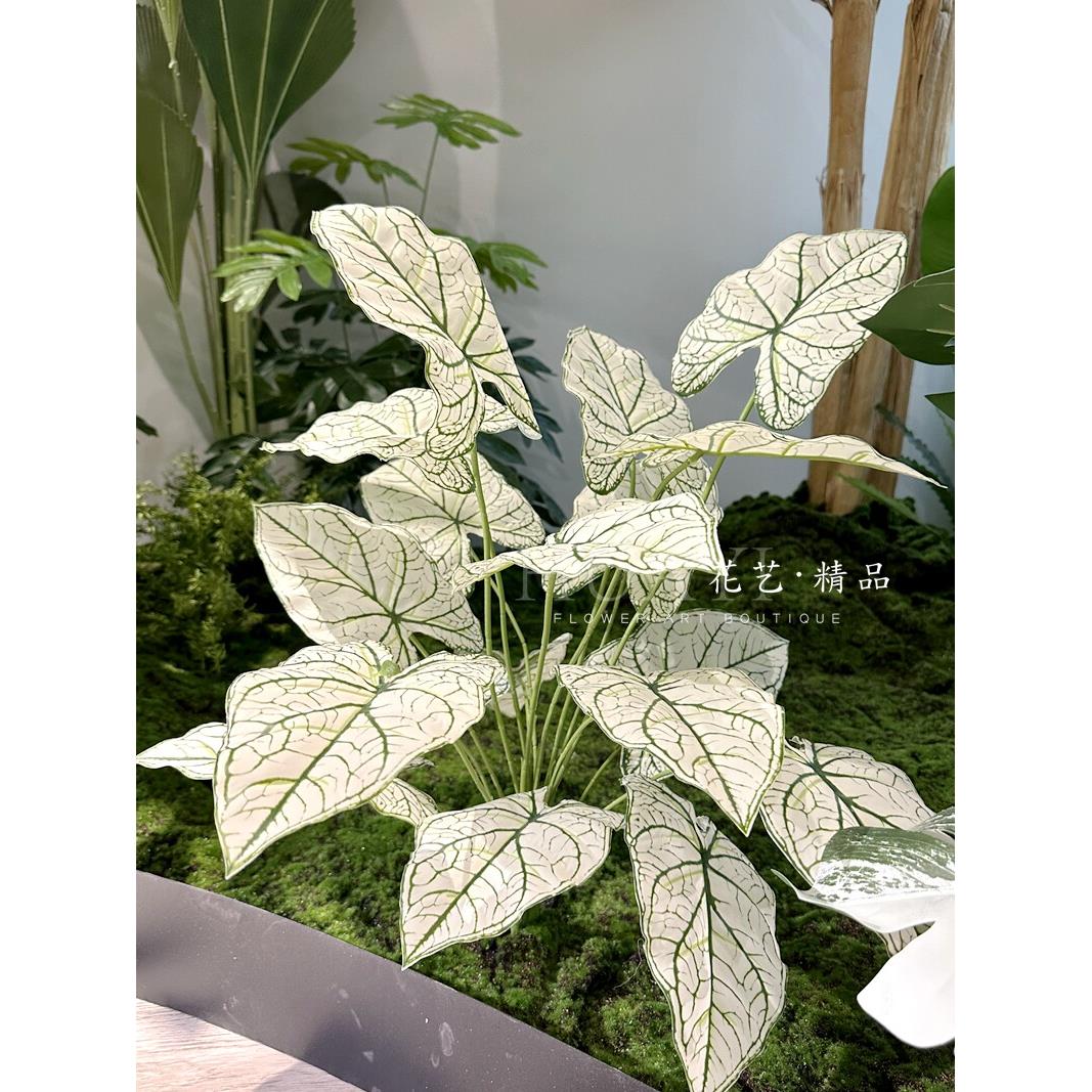 18叶白色芋叶盆栽植物海芋白化热带彷真造景叶材装饰品花箱花坛