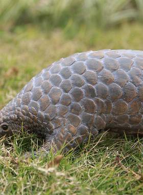户外真仿脂WG18147区穿山甲动物模型摆件庭院草坪景落树地工艺装