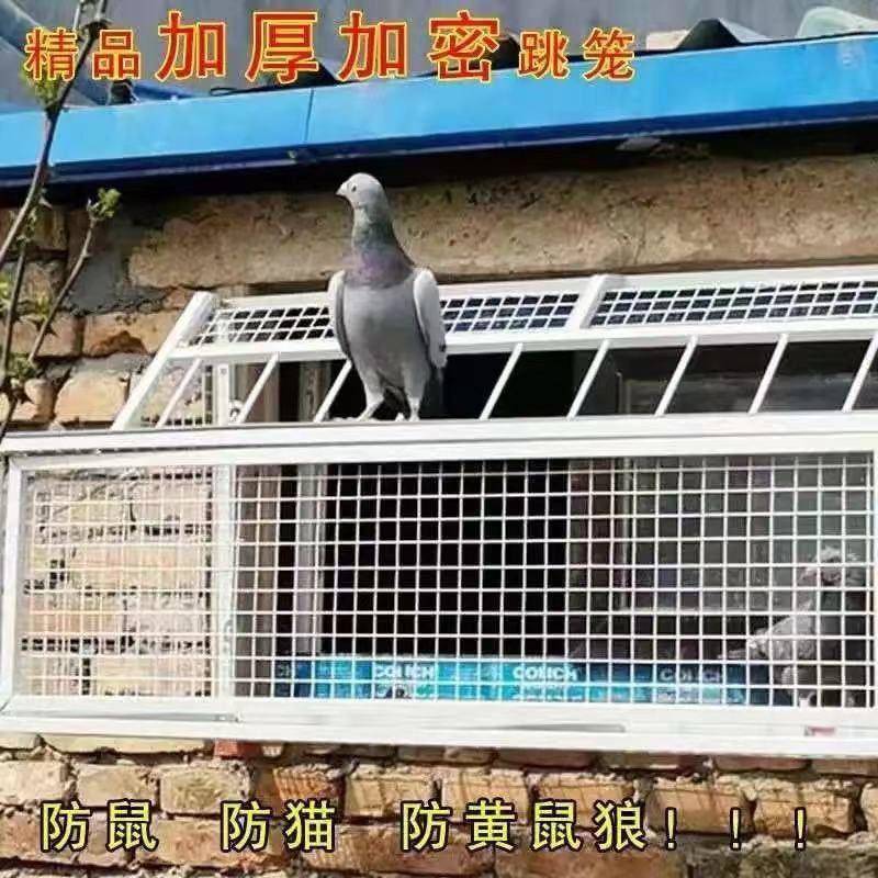 鸽子笼信笼鸽赛鸽用跳品用具鸽棚舍进口只鸽进不出跳放RHO飞笼门