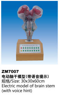 电动脑干模型(带语音提示)