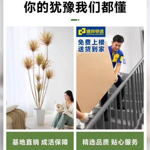 千年木植室内大七型马ZAB尾铁彩真植物客厅铁好绿养龙血树盆栽造
