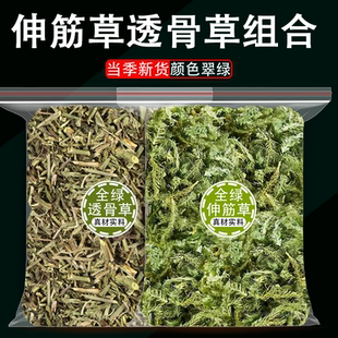 伸筋草透骨草中药材组合茶正品珍珠透骨草舒筋草外洗外敷泡水泡脚