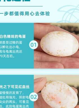 忍者神龟孵化蛋乌龟蛋可孵化宠物蛋地图草龟黄耳受精蛋孵化便宜龟