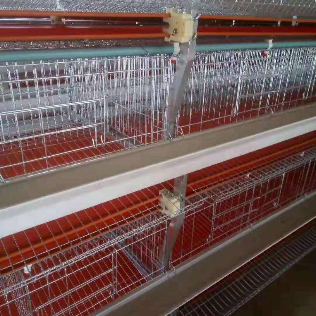 元宝肉鸡笼全自动化鸡笼养场备GVL鸡殖型舍养鸡设养殖设备