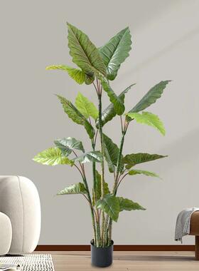 大型仿生绿植芋树仿室内高落地盆HPQ栽植物彩虹芋端树真树人造假