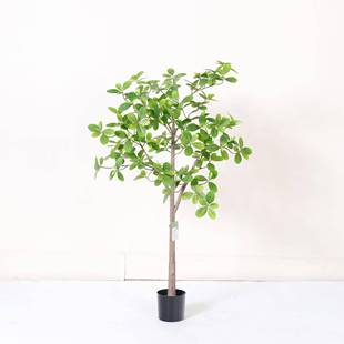 仿真绿植福禄桐树落地仿真绿植盆室内客厅装栽饰摆件店橱酒造景摄