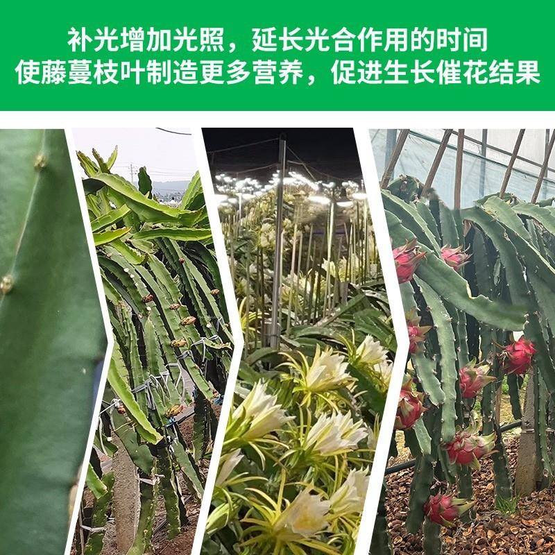 植物生长补光灯串LE养育苗龙大棚火果花D卉绿植种植防水E99826殖