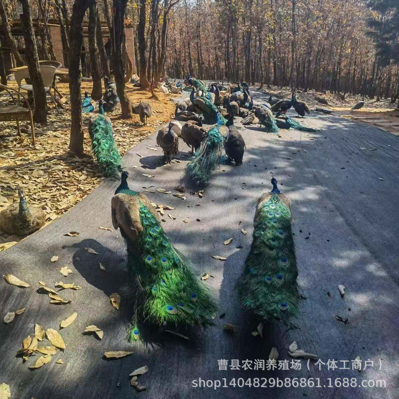 孔雀哟蓝孔雀正宗雀苗蓝孔雀孔脱孔雀苗两温270个月蓝孔雀包包活