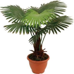 610型落假地景观装饰塑料花绿客厅装饰大假植仿真棕竹葵树盆栽