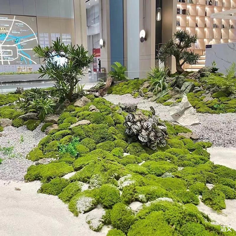 永生苔藓青苔植物白发藓大灰藓室内旱景造景景观石干苔藓绿植