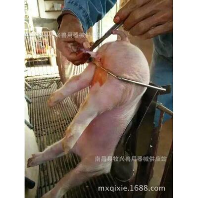厂猪家架锈钢阉阉割台阉仔猪器三不脚架三NWR脚台倒挂器