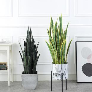 货假现绿植盆栽摆件仿真龙兰虎504皮兰舌装扮景注塑沙漠植物盆装