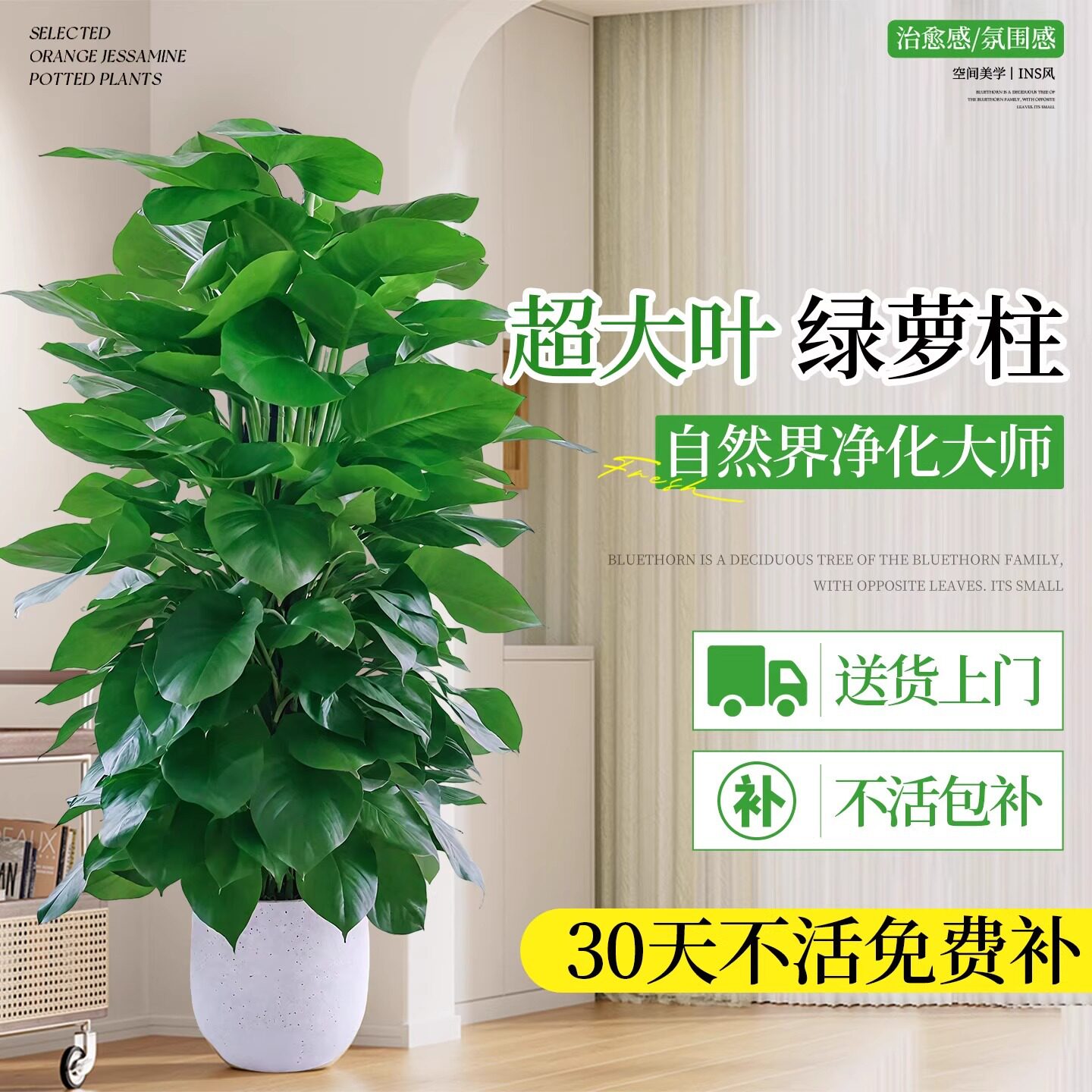 大叶绿萝柱盆栽客厅绿植室内吸甲醛净化空气办公室大型绿箩好养活