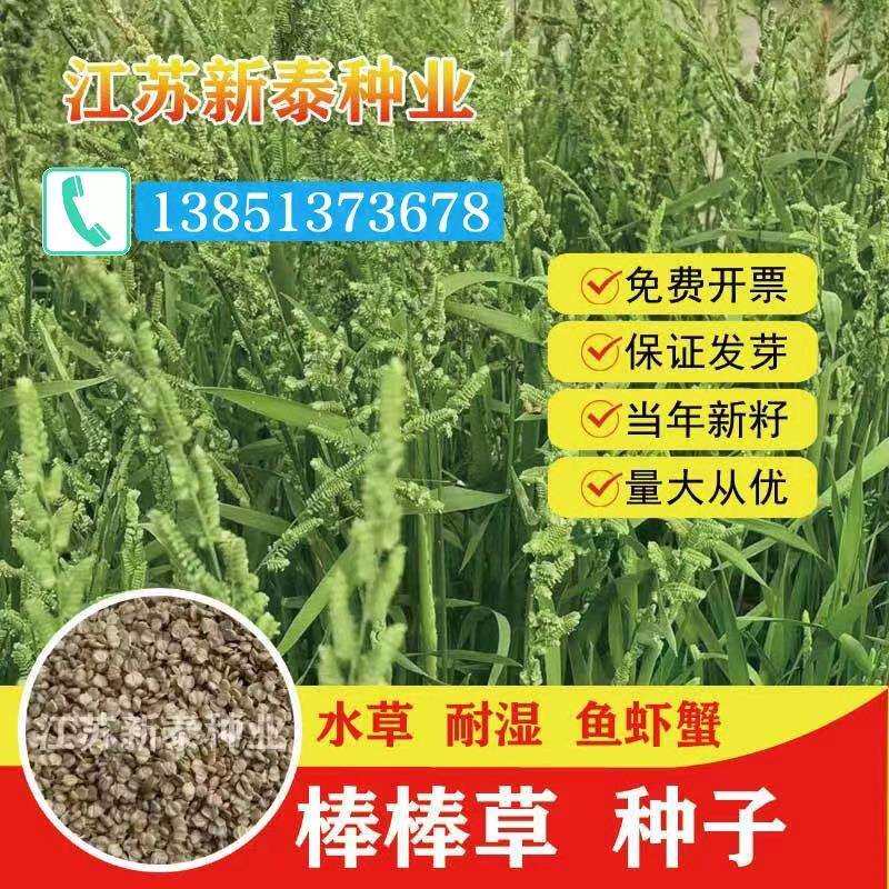 棒棒草籽小龙虾养殖耐寒低温水草苦梗草菵草水粺籽挺水水草种籽