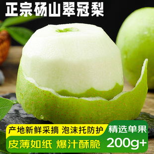 金币13.8~单果200g！正宗砀山翠冠梨