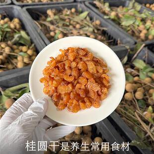 晚桔  桂圆干龙眼干 高州老树石硖储良龙眼 去核桂圆肉煲汤泡水