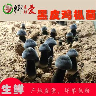 生鲜(松茸/菌菇)黑皮鸡枞菌菇新鲜鸡棕菇坏单包赔包邮长根菇