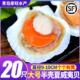 带壳扇贝超大新鲜半壳冷冻夏威夷贝特大扇贝王烤烧食材贝类粉丝