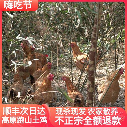 云南土鸡跑山鸡整只净重900-1000克顺丰空运次日达无内脏农家散养