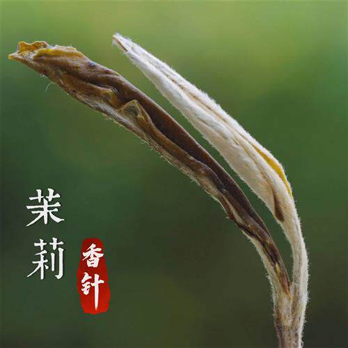 萨古的奶茶计划茉莉香针绿茶奶茶店专用茶叶水果茶特级茉莉花茶