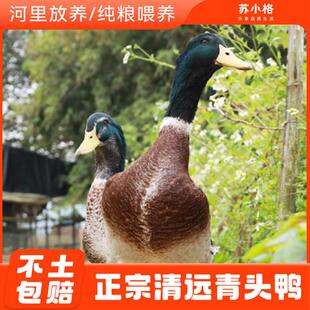 正宗农家散养青头鸭土鸭3年老鸭整只新鲜现杀水鸭麻鸭绿头野鸭子