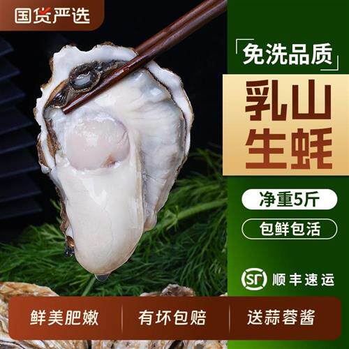 贝司令乳山鲜活生蚝净重5斤高端品质蚝王海蛎子牡蛎海鲜送蒜蓉酱
