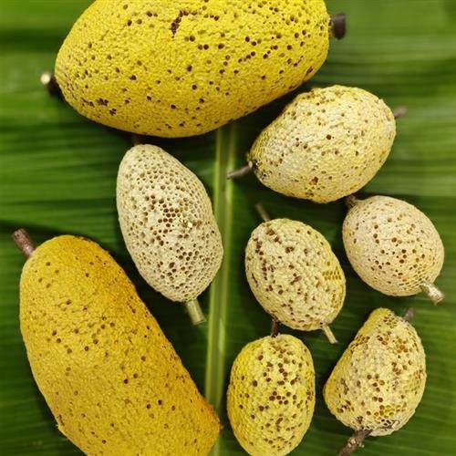 蜂巢蜜小挂蜜野生蜂蜜深山天然百花纯正无添加成熟蜜非云南土蜂蜜