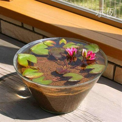 春风拂面夏日暖心正是莲荷植时一盆日本引进微型姬睡莲会开粉红花