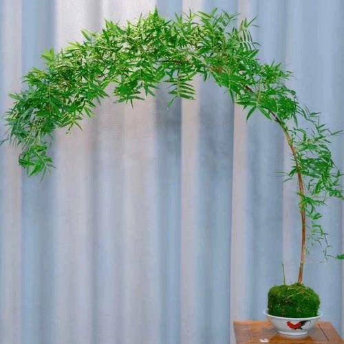 观音竹，内门竹，一物一拍