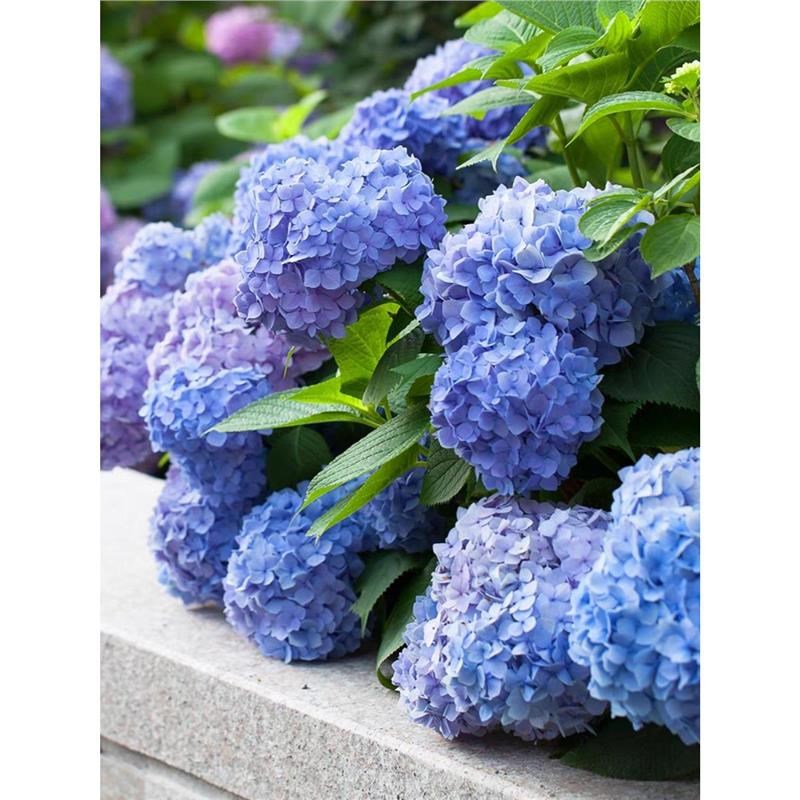 原盆原土绣球花苗无尽夏四季开花绣球花盆栽室内带花庭院花卉植物