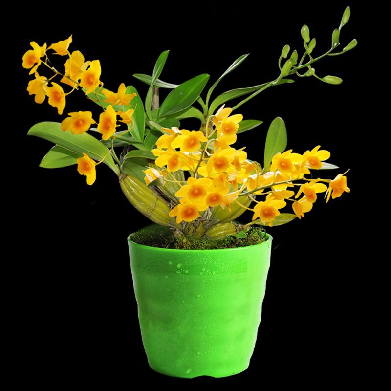 米斛铁皮石斛花树桩苗办公室内绿水生水培兰栽植物桌面小NGQ植盆