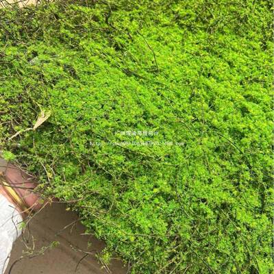 SED观新款曲仿真苔藓橱窗微景人工造景丝绿植庆户外假草皮坪婚地