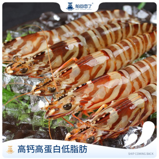 舟山竹节虾海捕斑节虾鲜活冷冻基围虾超大虎虾大海虾海鲜水产野生