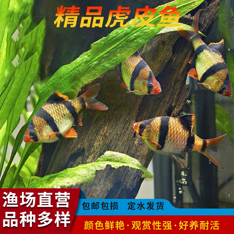 虎皮鱼活体鱼热带小鱼淡水好养耐活宠物鱼观赏鱼新手荧光虎皮鱼