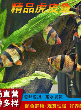 虎皮鱼活体鱼热带小鱼淡水好养耐活宠物鱼观赏鱼新手荧光虎皮鱼