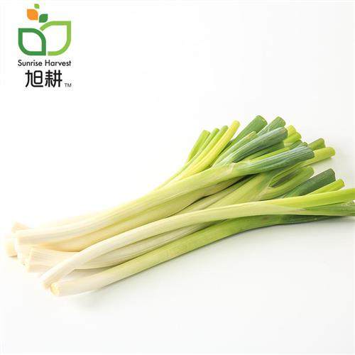 旭耕山东有机大葱 家庭装新鲜大葱铁杆葱煎饼蘸酱葱头农场直发