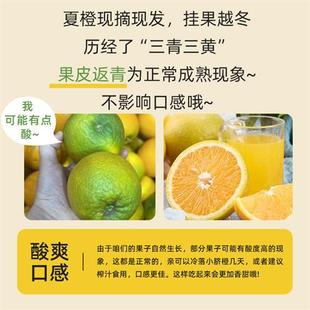 湖北秭归新鲜夏橙高山橙子应当季现摘水果整箱包邮