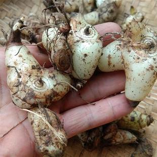 贵州新鲜山白芨中药材 三叉白芨湿货小白鸡药用紫花三角白芨500克