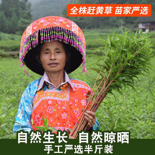 古蔺基地直发麓原君全株自然晾晒赶黄草正品转氨酶益肝非溪黄草