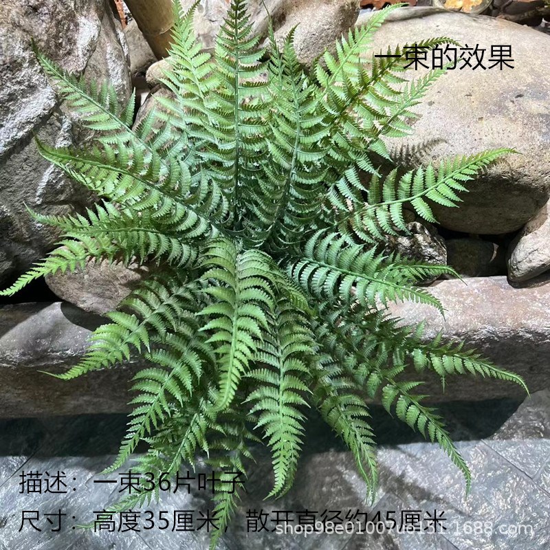 仿真36叶扑粉霜白肾蕨凤尾蕨加密把束雨林蕨类植物地面造景搭配
