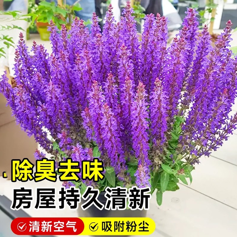 林荫鼠尾草盆栽蓝薰衣草花苗阳台庭院净化空气浓香型花卉植物耐热
