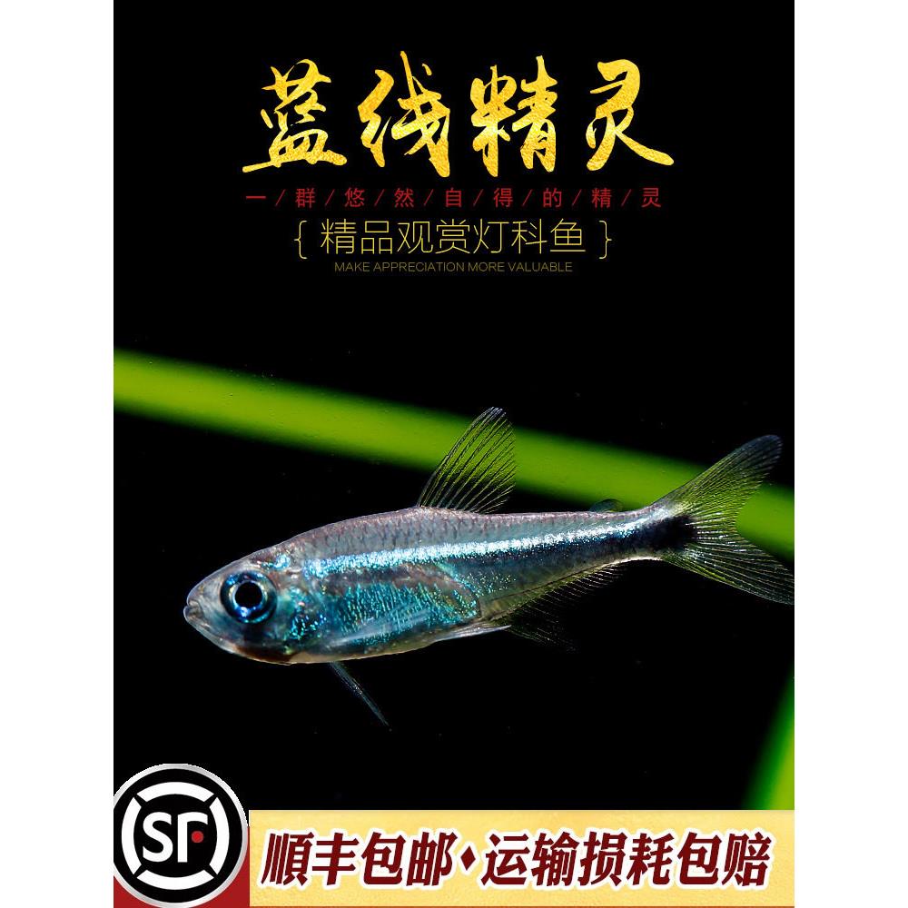 蓝线精灵鱼热带鱼梅塔蓝线灯精灵蓝线南美草缸小型淡水观赏鱼活体