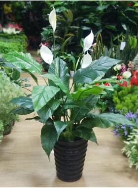 一帆顺风仿真绿仿饰真花草植物店面配饰陈列植道具客厅JQ-56148装