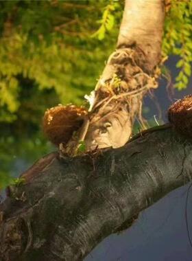 205源头厂家2直供巢投光灯鸟joj563窝灯鸟24W36鸟W巢投光灯