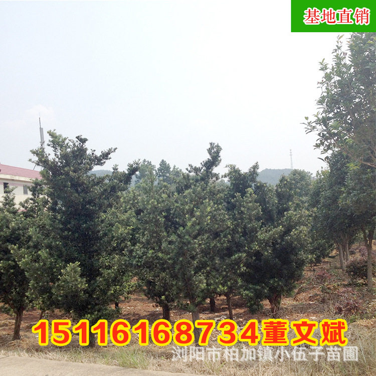 批发原生罗汉松造型盆景苗